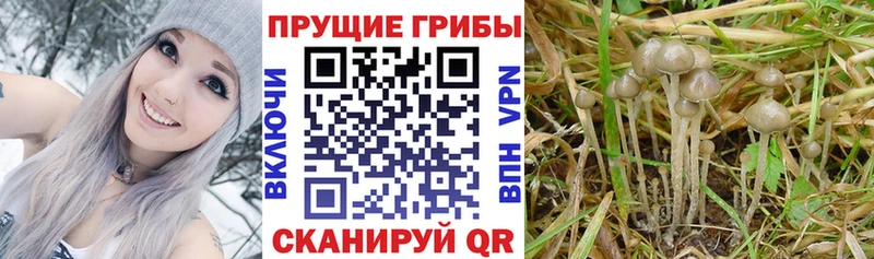 ОМГ ОМГ как войти  Чита  Псилоцибиновые грибы Magic Shrooms 